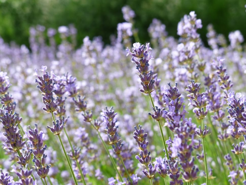 lavender in macro shot during daytime preview