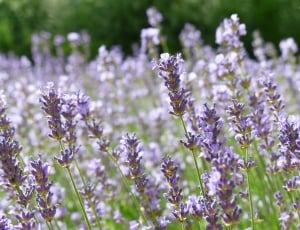 lavender in macro shot during daytime thumbnail