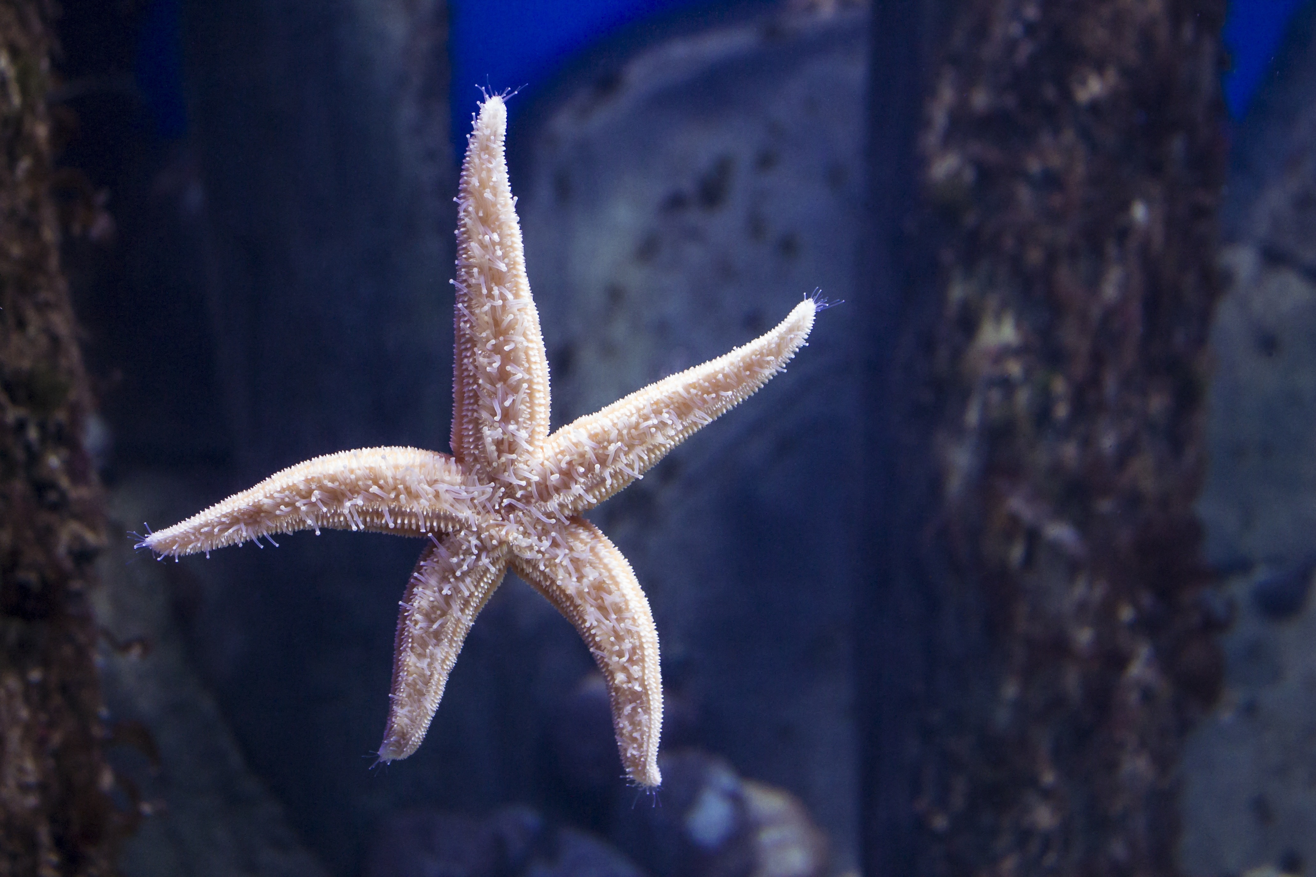 beige starfish