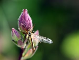 phantom cranefly thumbnail