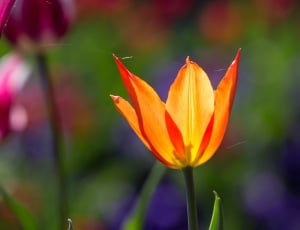 Colorful, Tulips, Flowers, Light, Spring, flower, petal thumbnail
