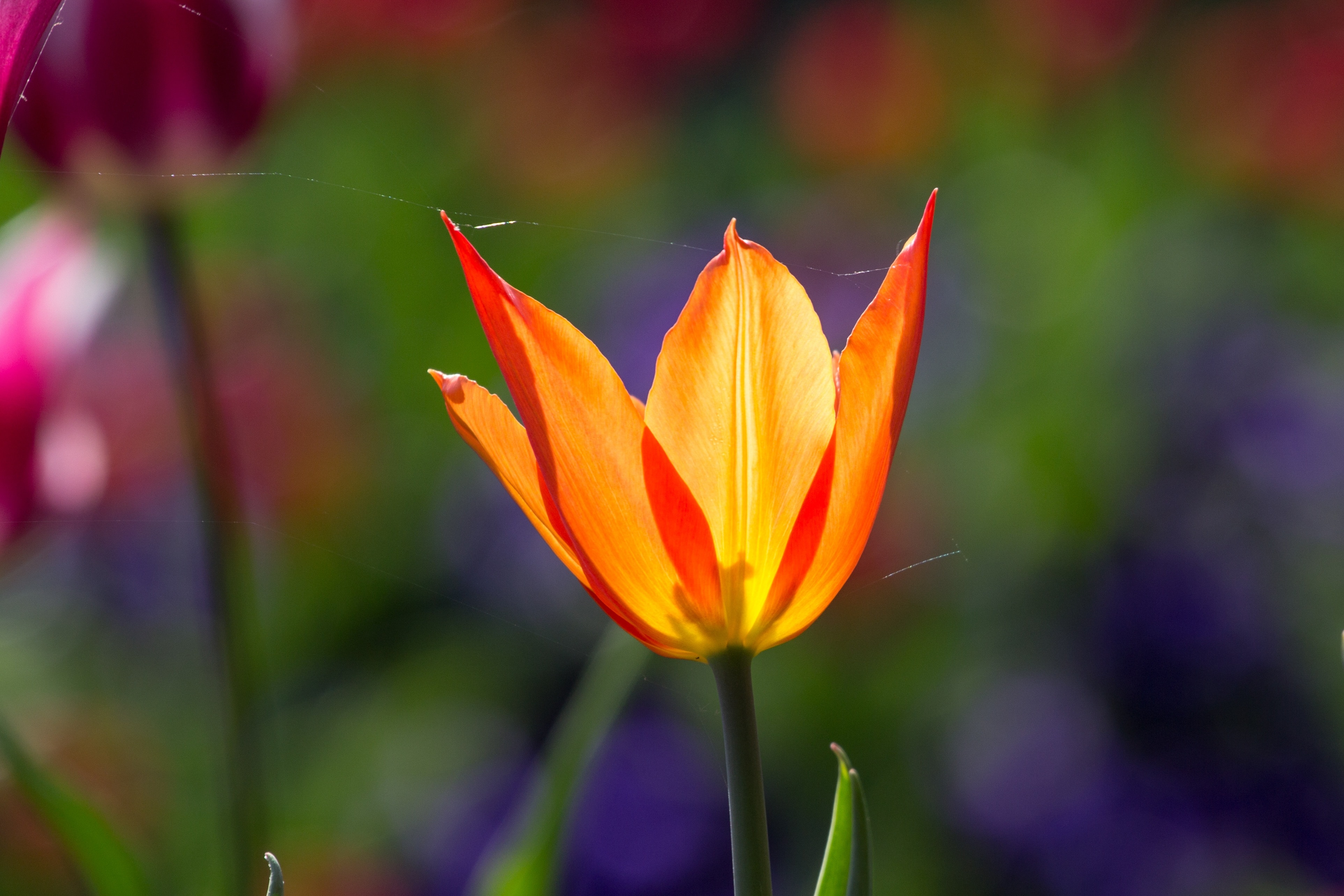 Colorful, Tulips, Flowers, Light, Spring, flower, petal