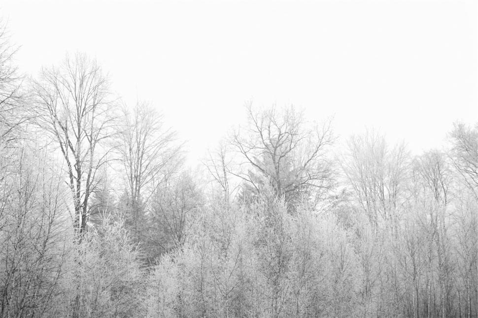white snow covered trees preview