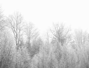white snow covered trees thumbnail