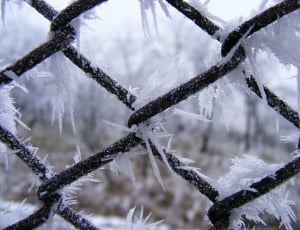 chicken wire with ice photography thumbnail