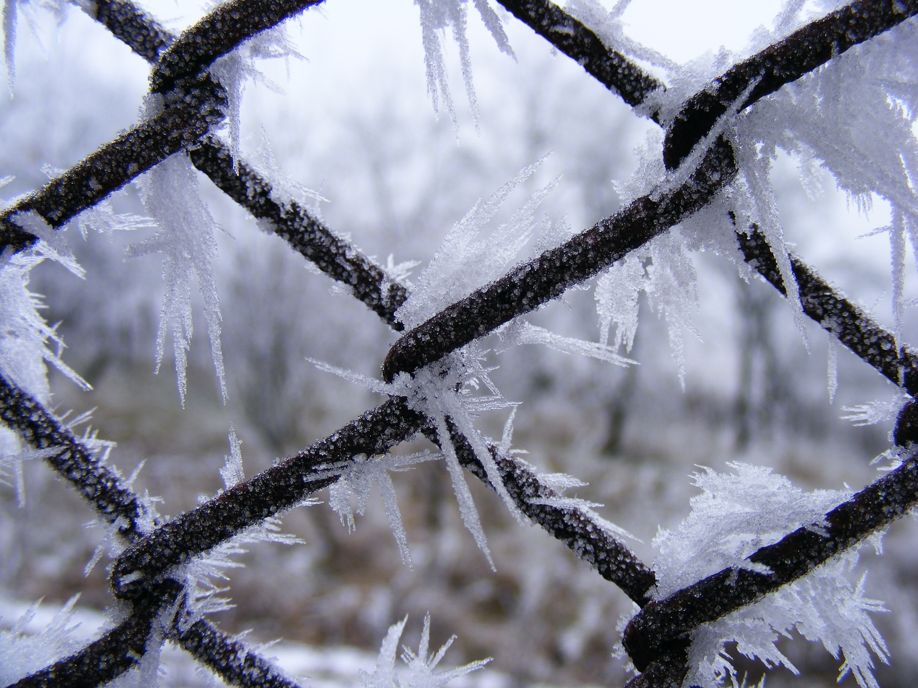 chicken wire with ice photography