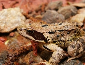 brown and black Toad in closeup photo thumbnail