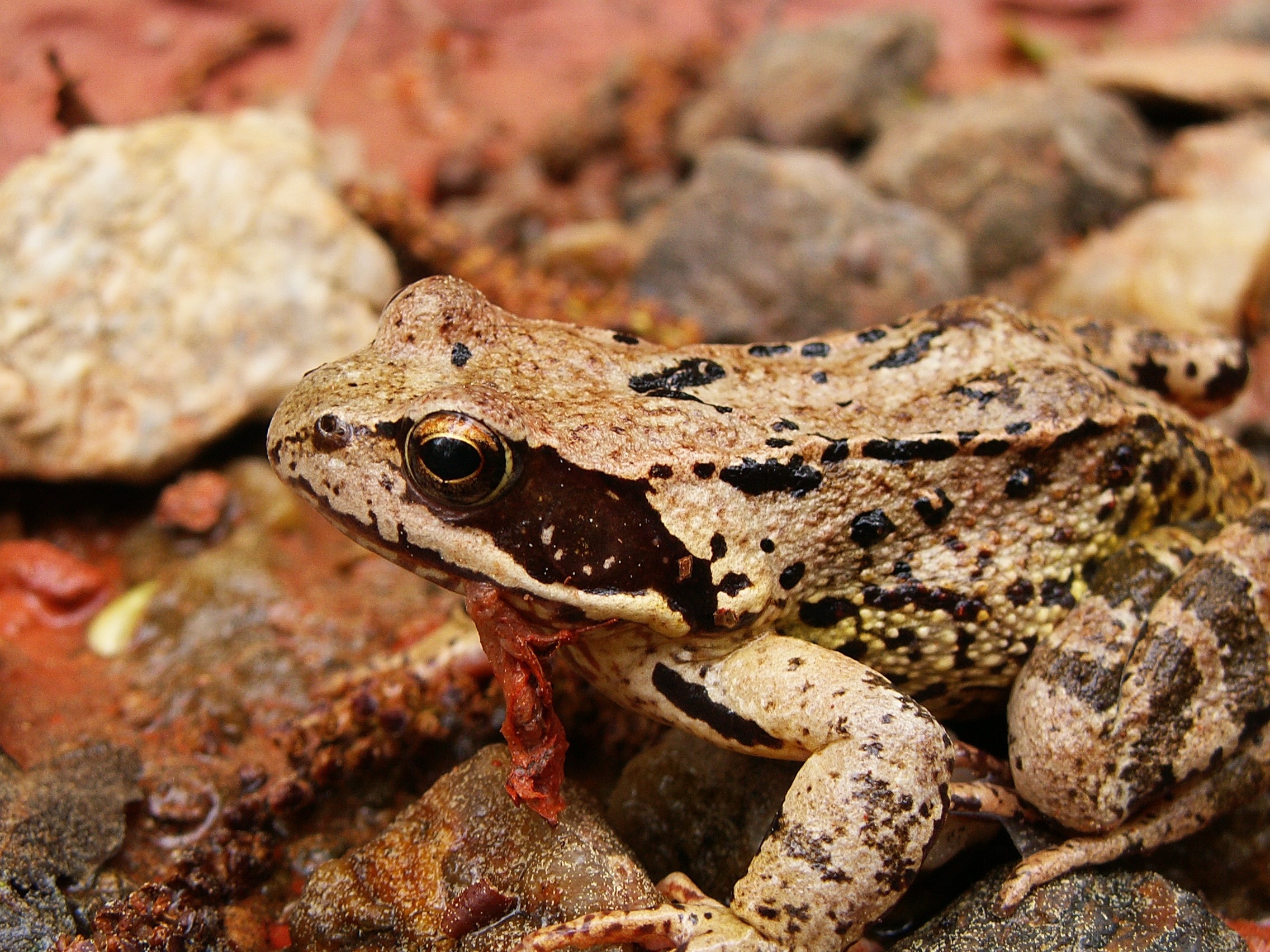 brown and black Toad in closeup photo