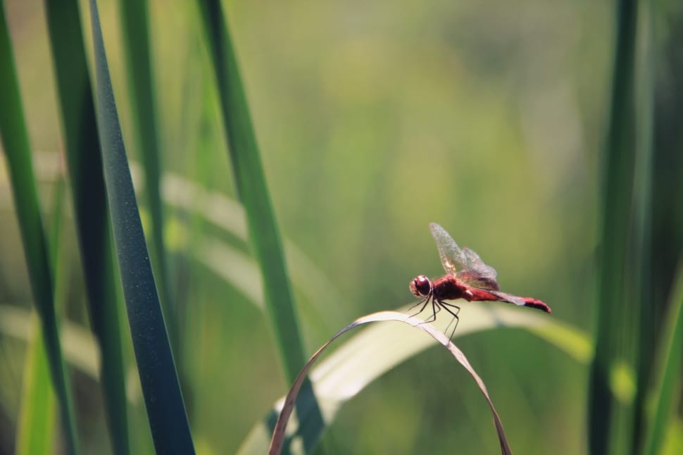 flame skimmer dragonfly perched on brown leaf in shallow focus lens preview