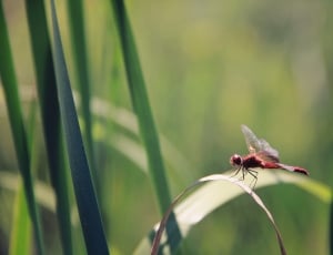 flame skimmer dragonfly perched on brown leaf in shallow focus lens thumbnail