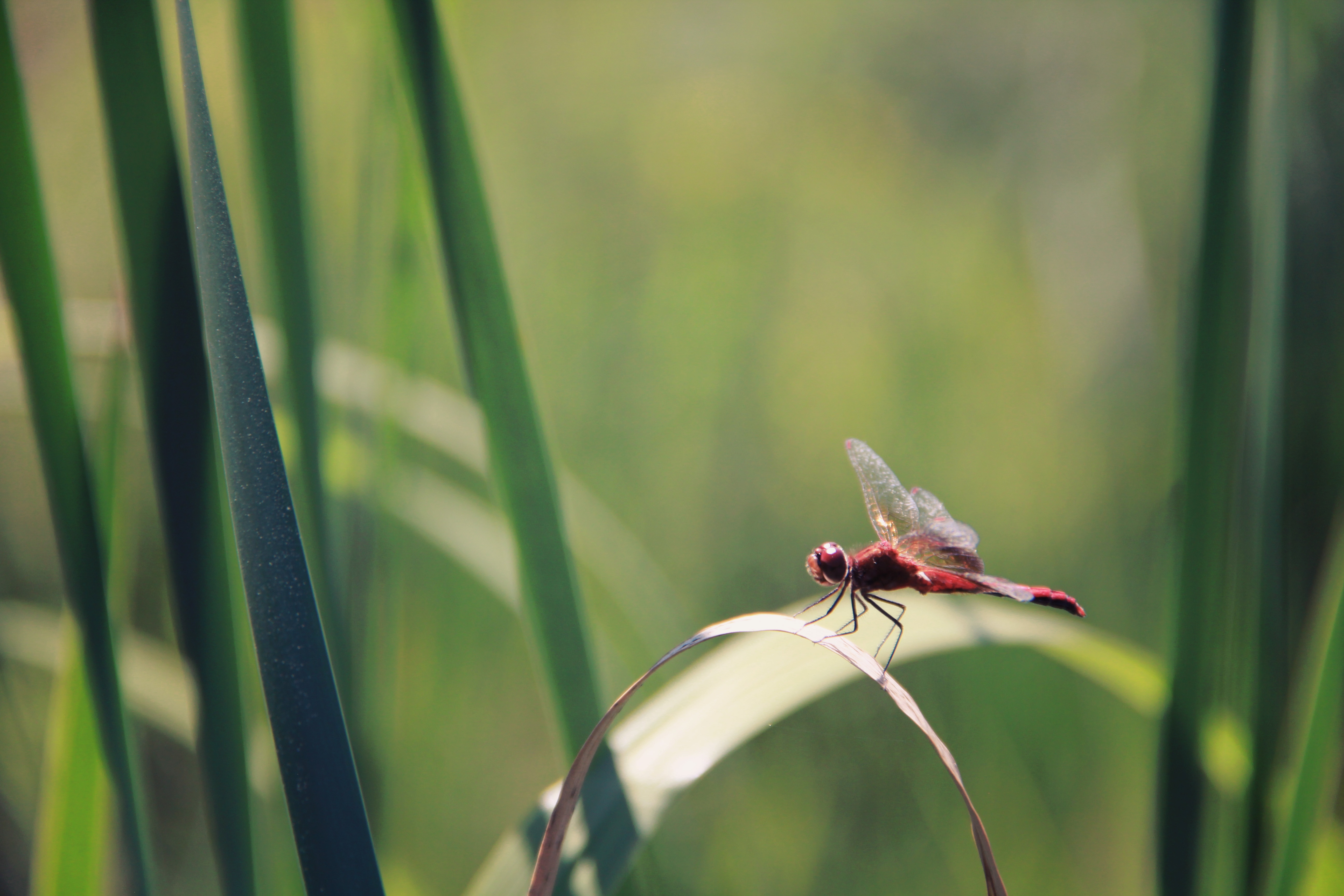 flame skimmer dragonfly perched on brown leaf in shallow focus lens
