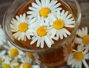 four white daisy flowers in a glass filled with tea thumbnail