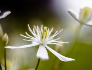 white petaled flower during daylight thumbnail