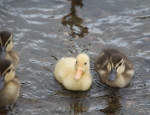 group of duck photo thumbnail
