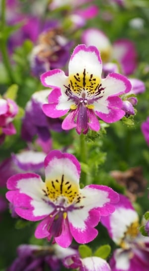 White, Pink, Bauernorchidee, Flowers, flower, petal thumbnail