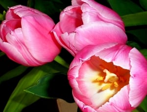 Flowers, Colorful, Color, Spring, flower, pink color thumbnail