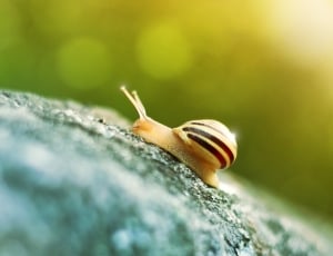 beige and black snail thumbnail
