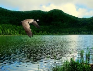 grey and black goose flying over body of water during daytime thumbnail