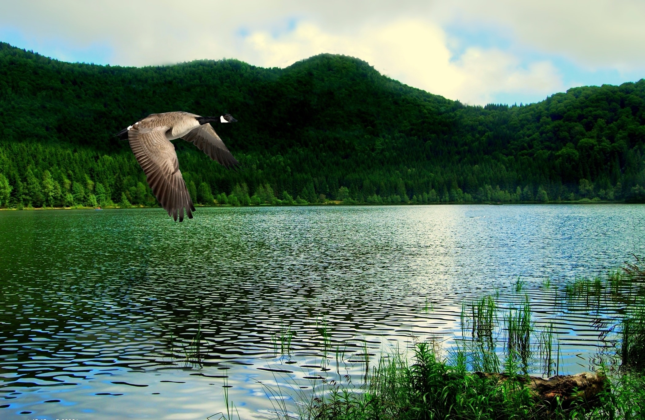 grey and black goose flying over body of water during daytime