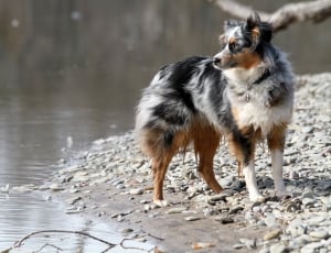 large long coated black, white and tan dog standing near body of water thumbnail