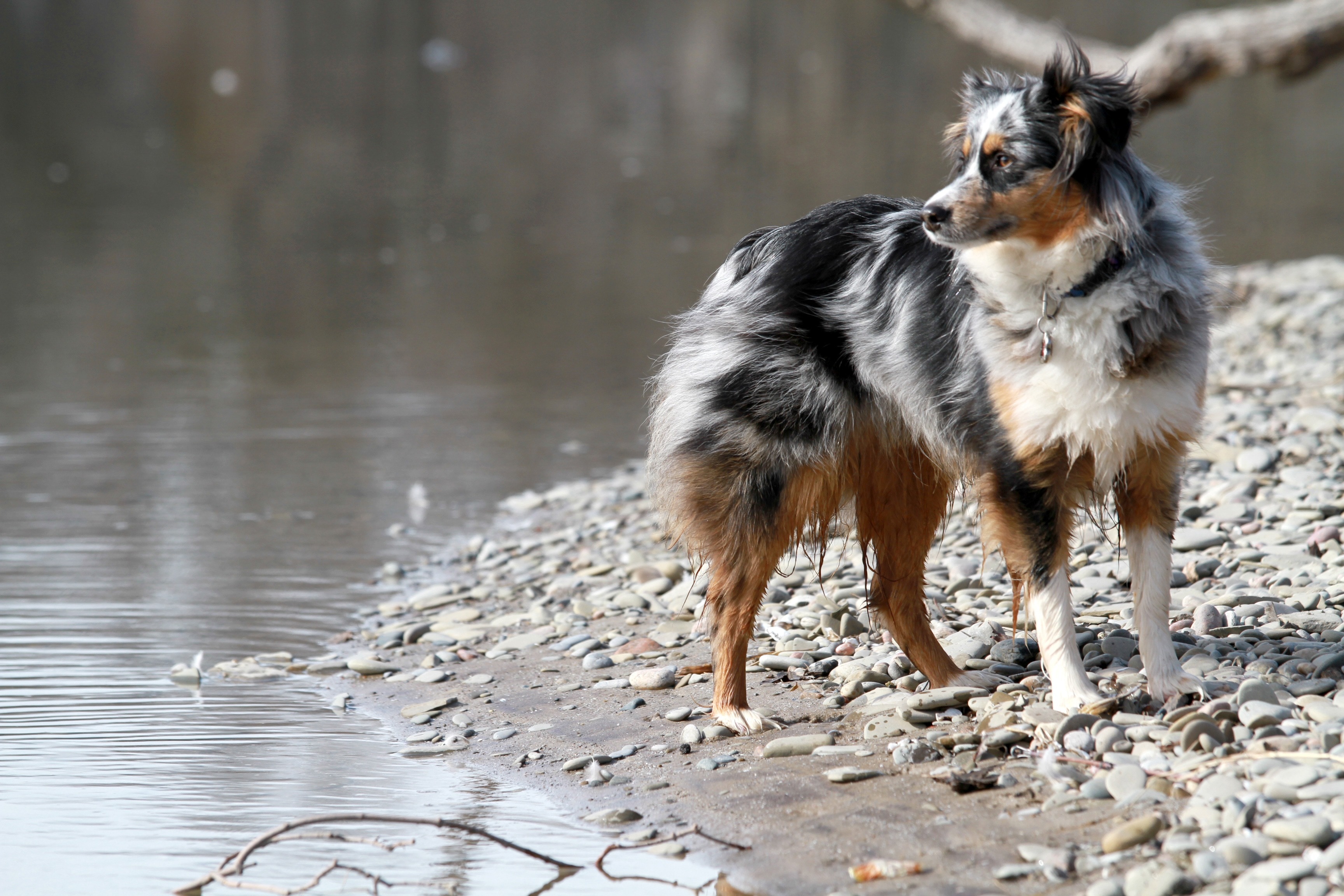 large long coated black, white and tan dog standing near body of water