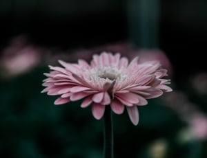 pink petaled flower in bloom thumbnail