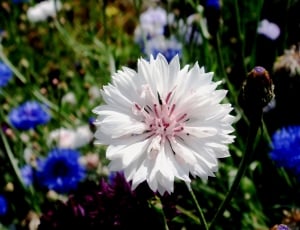 close up photo of white petal flower thumbnail