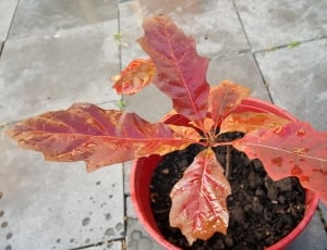 red leaf plant thumbnail