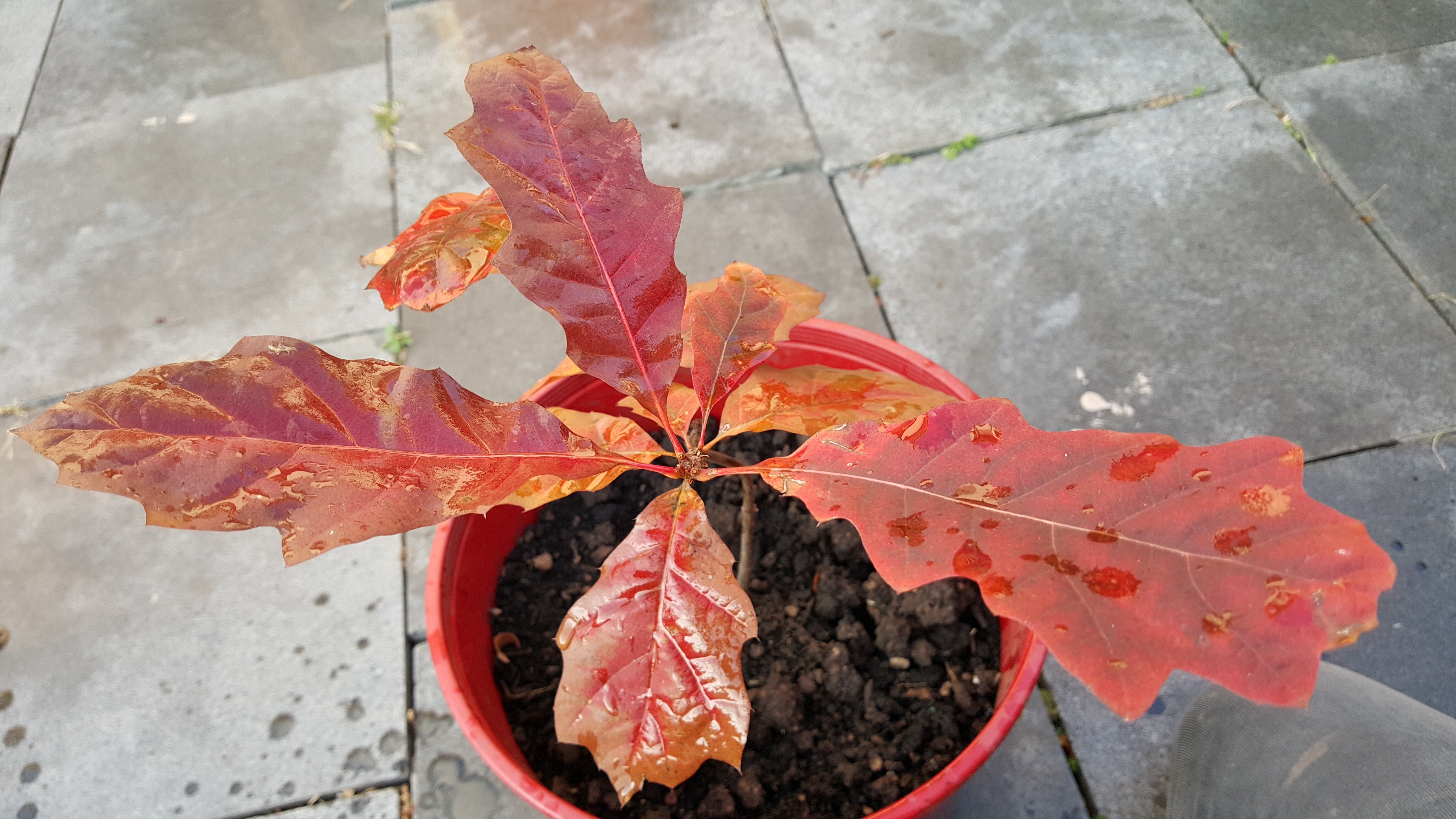 red leaf plant