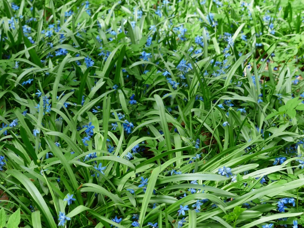 Flower, Bluebell, Bloom, Blossom, Blue, green color, plant preview