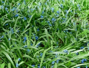 Flower, Bluebell, Bloom, Blossom, Blue, green color, plant thumbnail