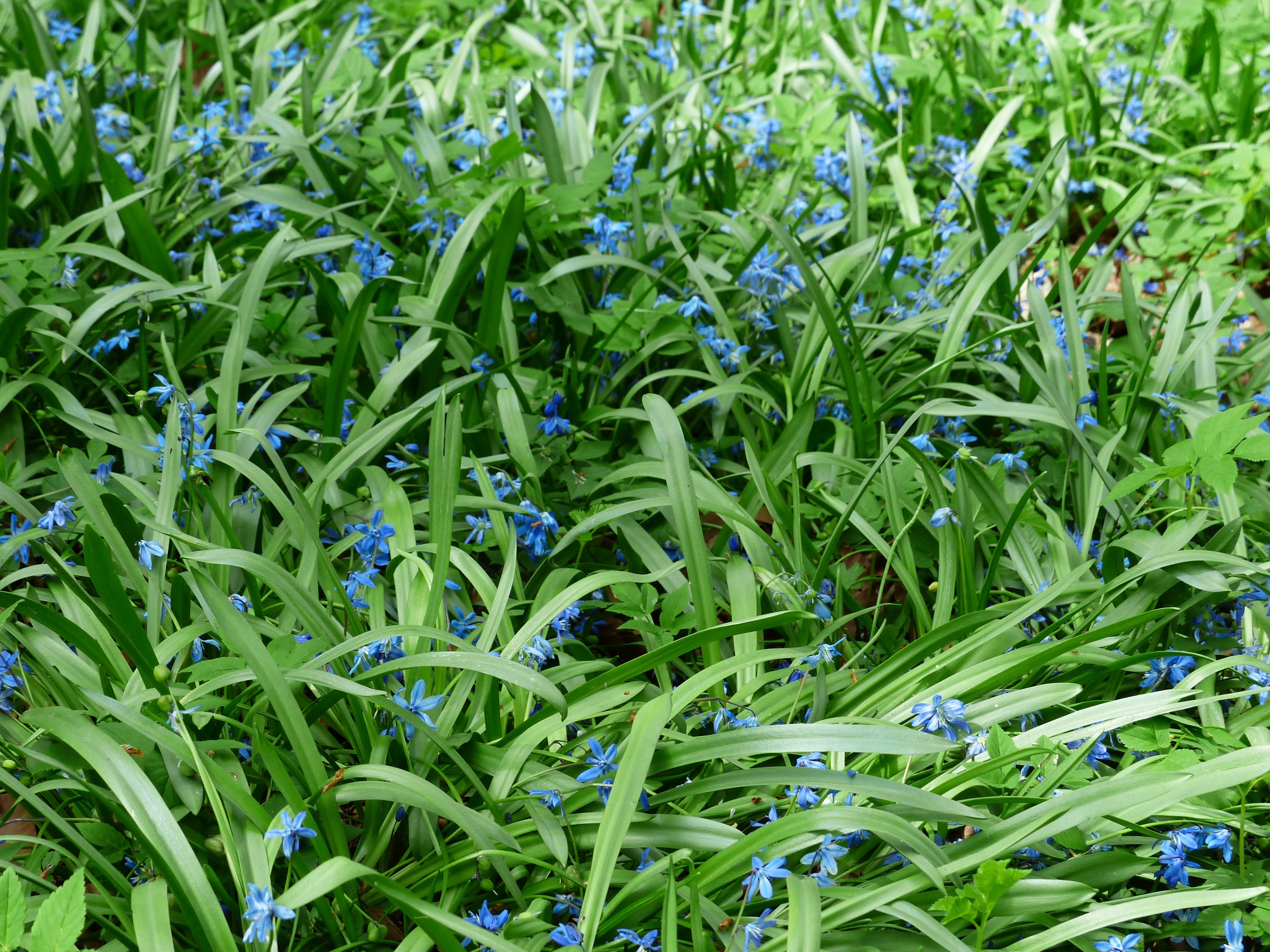 Flower, Bluebell, Bloom, Blossom, Blue, green color, plant