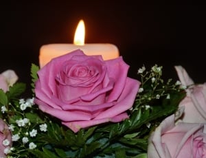 pink rose near white pillar candle thumbnail