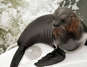 black  and brown seal thumbnail