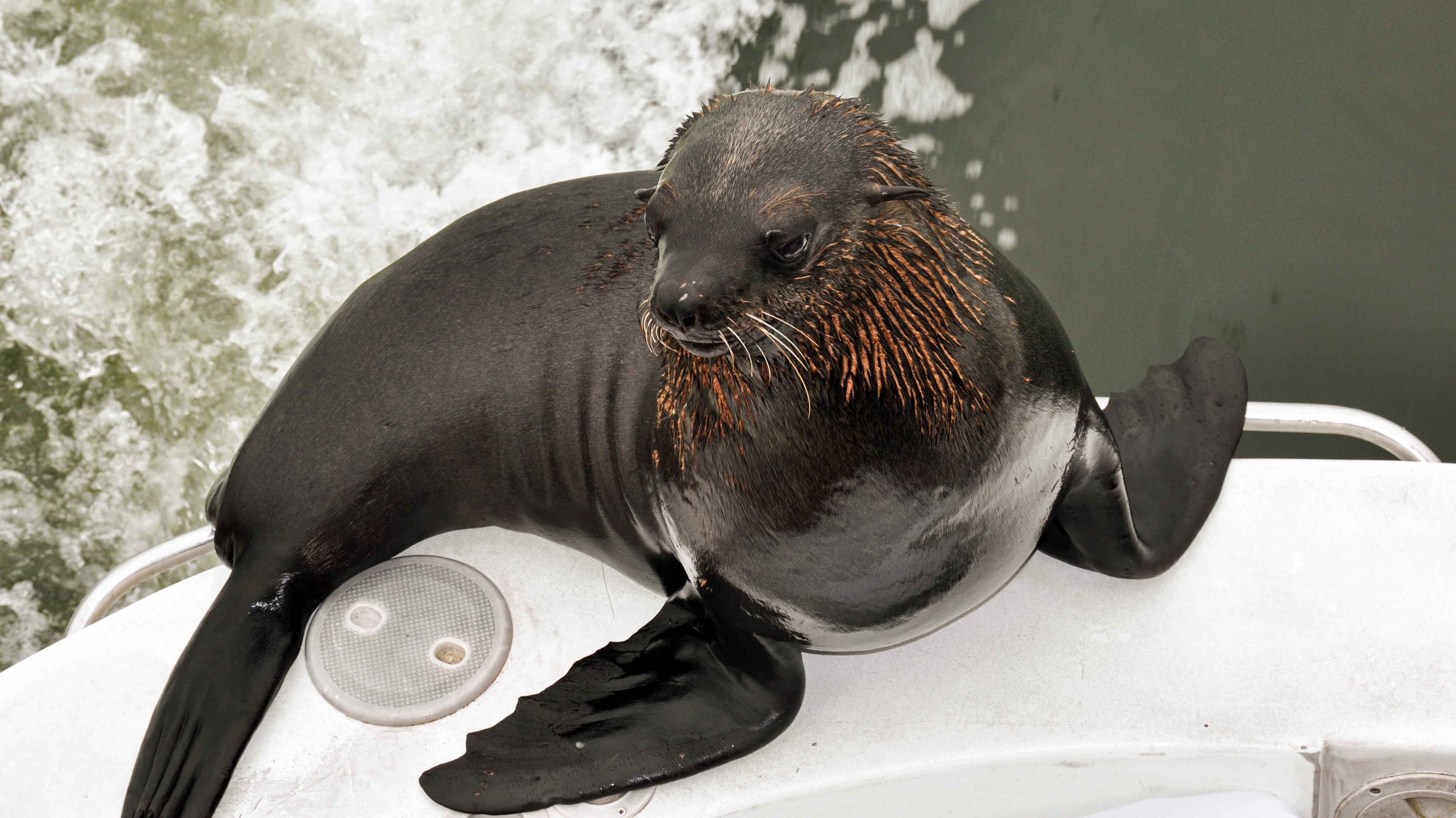 black  and brown seal