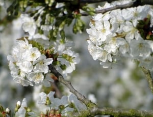 bookeh photo of white-petaled flowers thumbnail