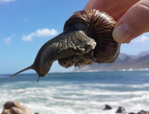brown black snail thumbnail