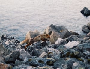 brown fox on stone fragment near body of water thumbnail