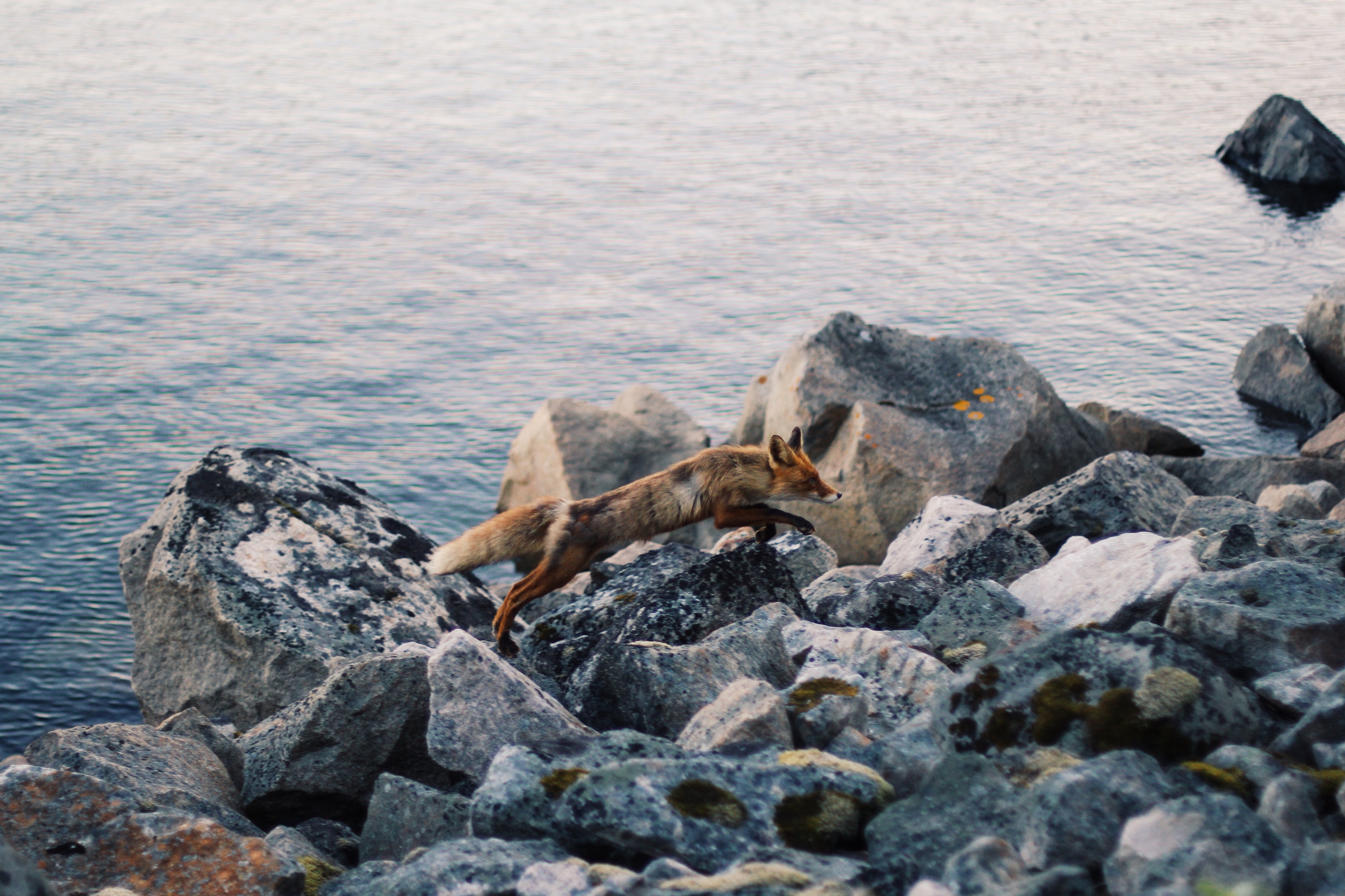 brown fox on stone fragment near body of water