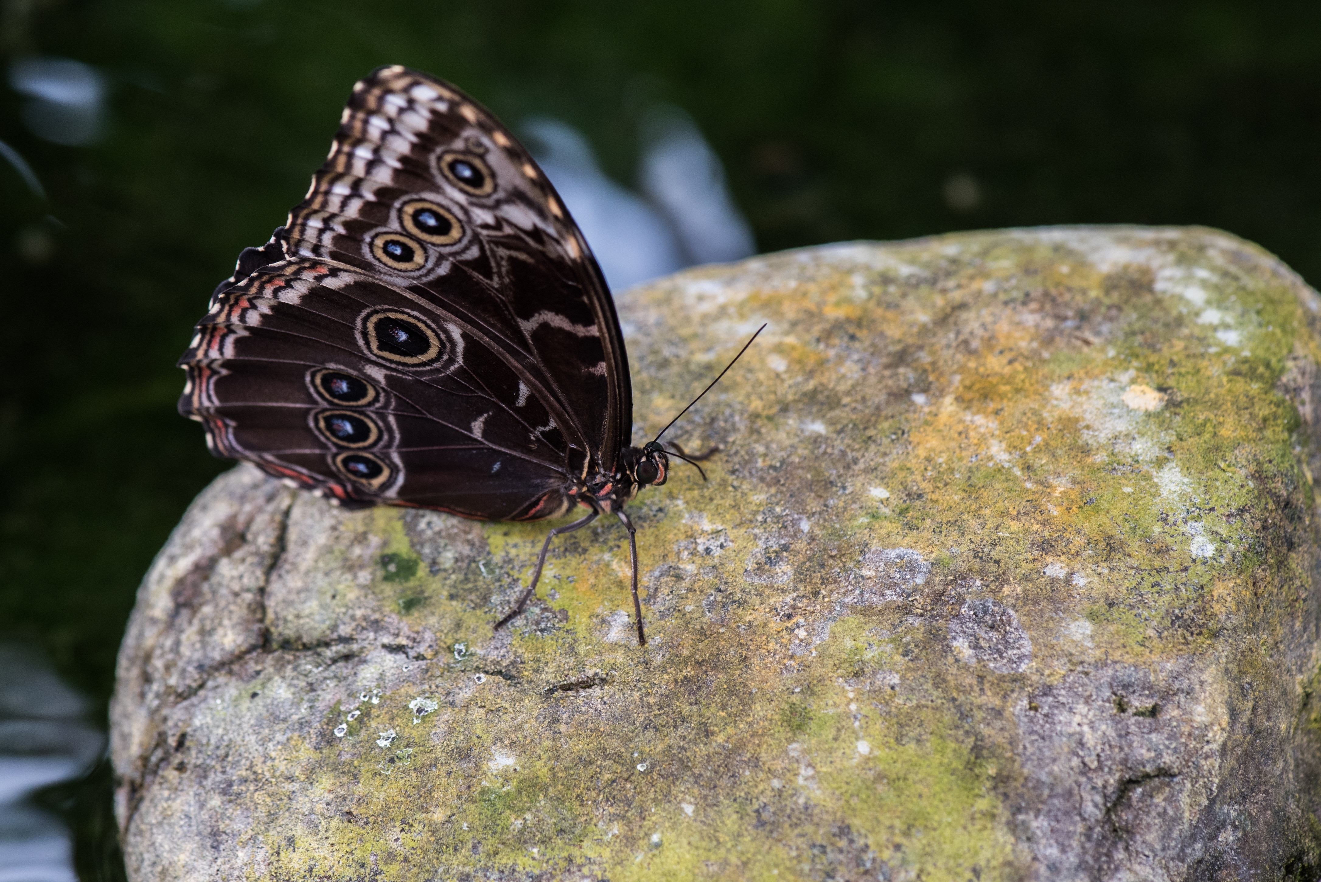 Green, Pose, Plant, Macro, Butterfly, rock - object, insect