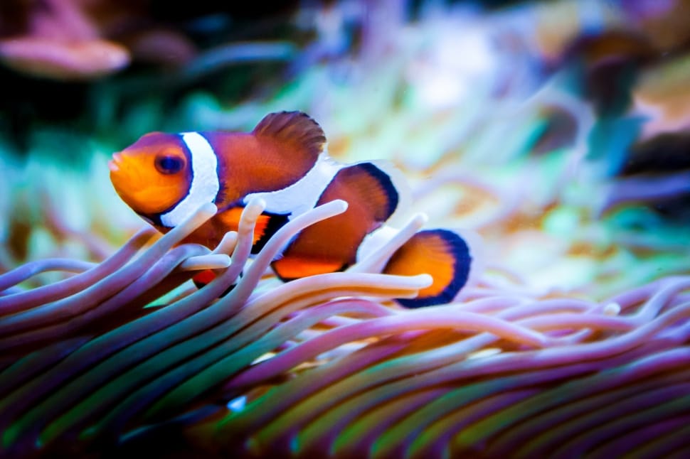 clown fish preview