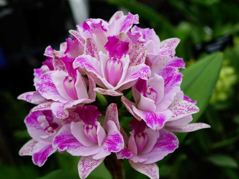 Orchids, Flower, Floral, Bloom, Branch, flower, pink color preview