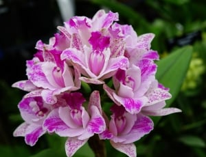 Orchids, Flower, Floral, Bloom, Branch, flower, pink color thumbnail