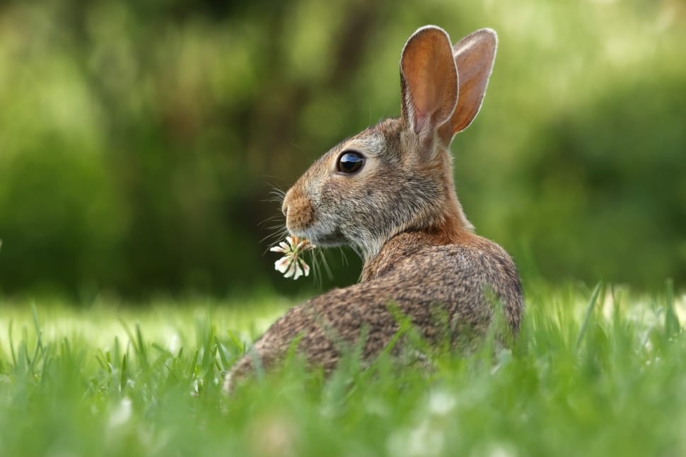 grey rabbit on grass preview