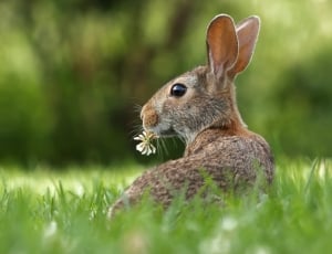 grey rabbit on grass thumbnail