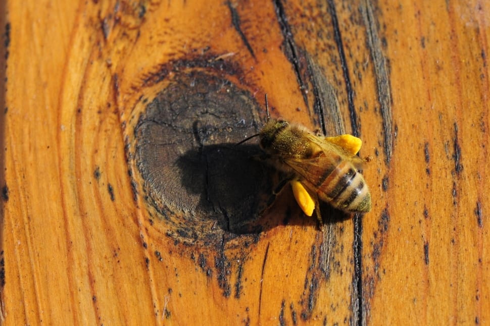 Honey Bee on brown wooden surface preview