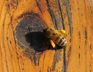 Honey Bee on brown wooden surface thumbnail