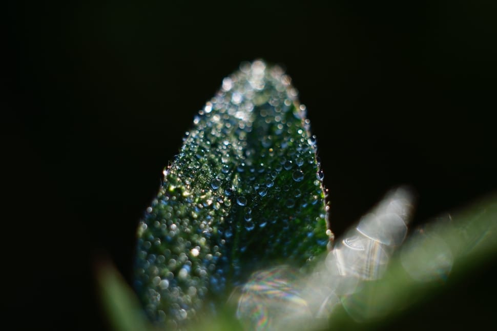 microscopic photography of green short leaf plant with clear water preview