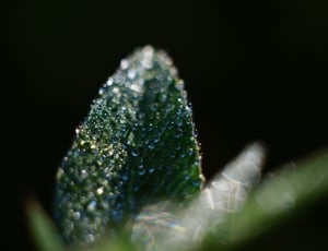 microscopic photography of green short leaf plant with clear water thumbnail