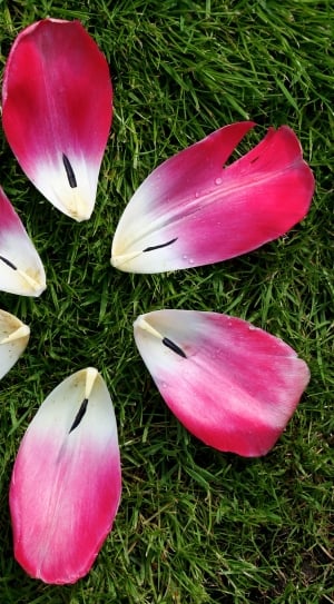 6 pink flower petals thumbnail